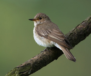 Намнаахай (Бөртөт намнаахай)